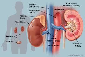 kidney是什么意思