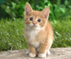 kitten是什么意思