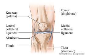 kneecap是什么意思