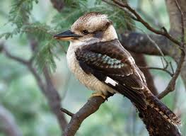 kookaburra是什么意思