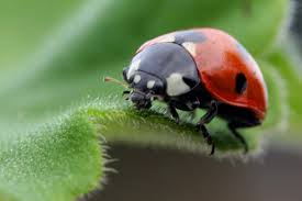 ladybird是什么意思