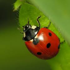 ladybug是什么意思