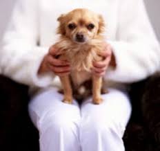 lapdog是什么意思