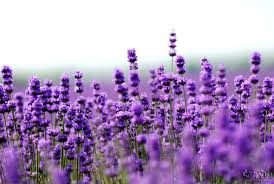 lavender是什么意思