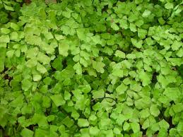 leafy是什么意思