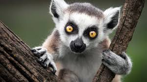 lemur是什么意思