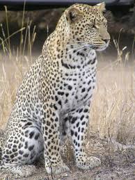 leopard是什么意思