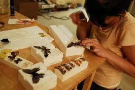 lepidopterist是什么意思