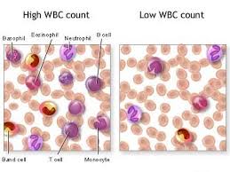 leukocytosis是什么意思