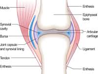 ligament是什么意思