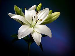 lily-white是什么意思
