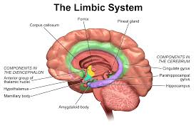 limbic是什么意思