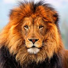 lion是什么意思