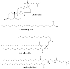 lipid是什么意思