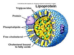 lipoprotein是什么意思