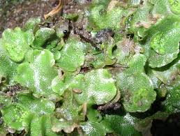 liverwort是什么意思