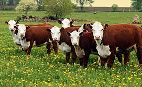 livestock是什么意思