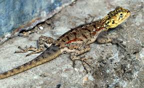 lizard是什么意思