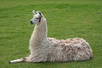 llama是什么意思