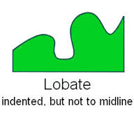 lobate是什么意思