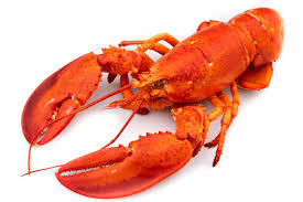 lobster是什么意思