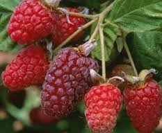 loganberry是什么意思