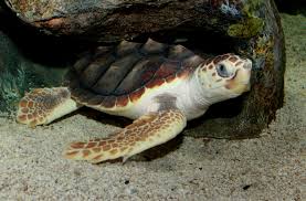 loggerhead是什么意思
