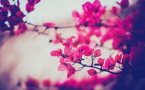 lovely是什么意思