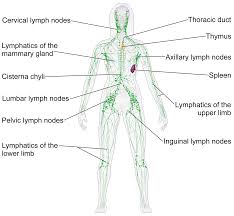 lymphatic是什么意思