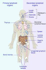 lymphoid是什么意思