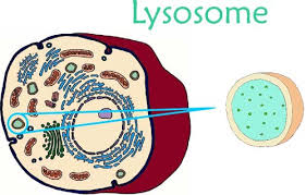 lysosome是什么意思