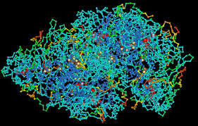 macromolecule是什么意思