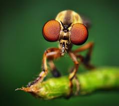macrophotography是什么意思