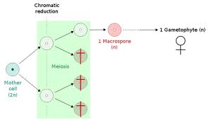 macrospore是什么意思