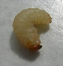 maggot是什么意思