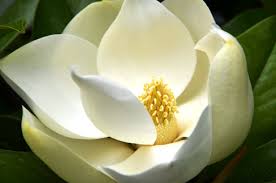 magnolia是什么意思