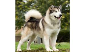 malamute是什么意思