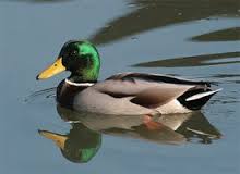 mallard是什么意思