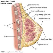 mammary是什么意思