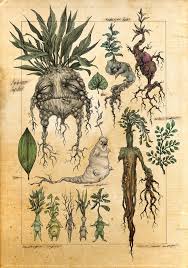 mandragora是什么意思