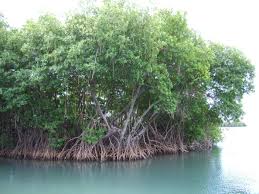 mangrove是什么意思