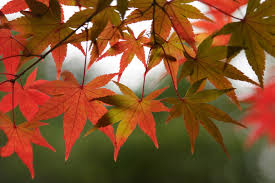 maple是什么意思