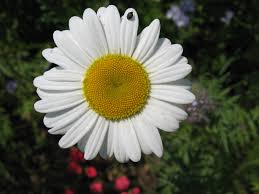 marguerite是什么意思