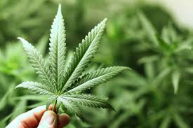 marijuana是什么意思