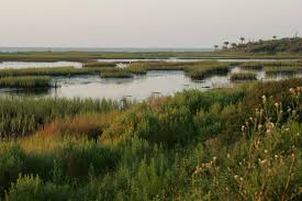 marshland是什么意思