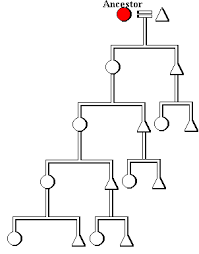 matrilineal是什么意思