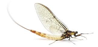 mayfly是什么意思