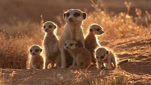 meerkat是什么意思
