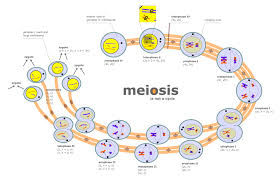 meiosis是什么意思