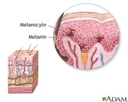 melanin是什么意思
